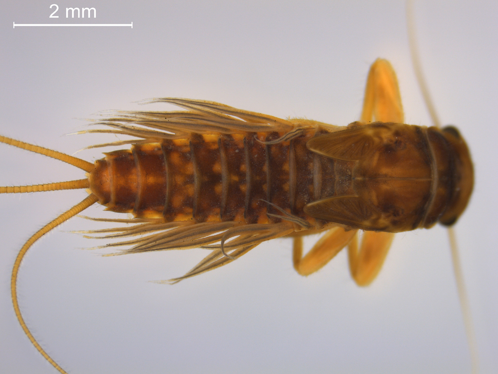 Paraleptophlebia submarginata